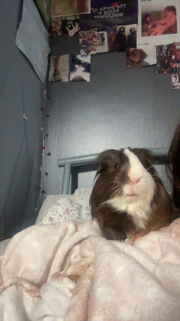 2 male guinea pigs, including cage houses and toys