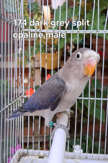 Fischer's Lovebirds with DNA/Gender certificate
