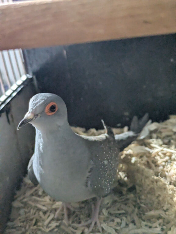 Diamond dove