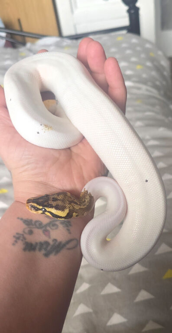 Special pastel leopard pied python