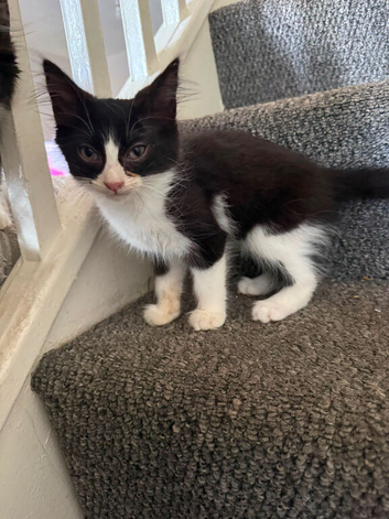 Kittens available open to receive offer