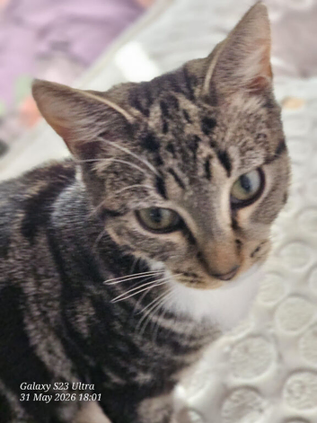 1 year old tabby girl