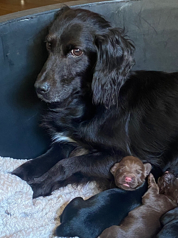 Cocker spaniel puppies