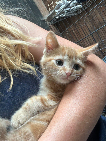 Kittens for sale
