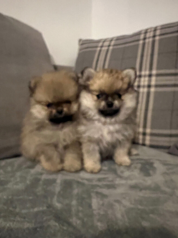 KC Pomeranian puppy