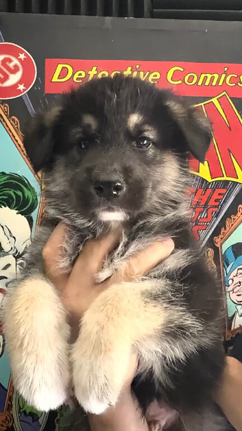 Last one BOY - 3/4 Siberian Husky 1/4 German shep.