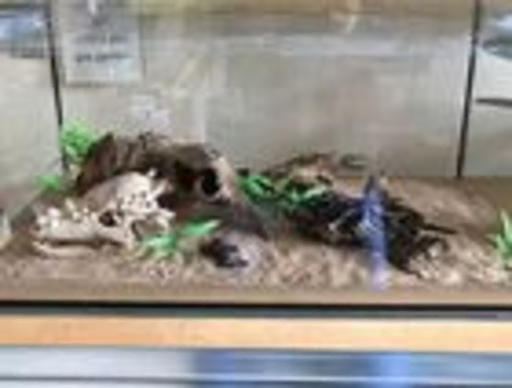 Loads of Ant keeping supplies - Tank, nests, tubes, water towers | Can be used for beetles, scorpions or other inverts