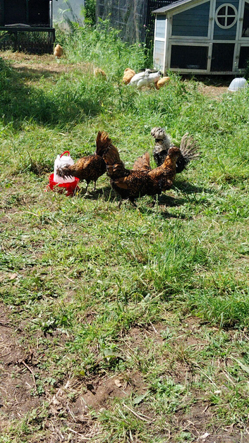 Fertile chicken eggs