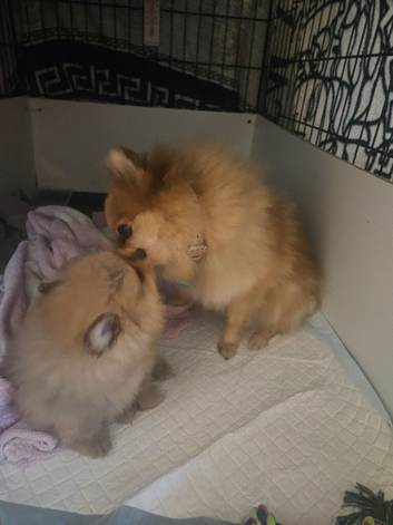 Tiny toy pom