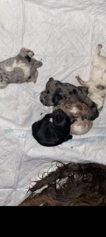 Beautiful cockerpoo puppies