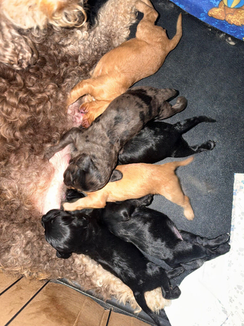 F1 cockapoo