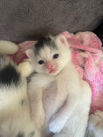 Kittens for sale bsh
