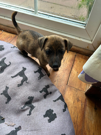 Lovely Jack Russell puppies