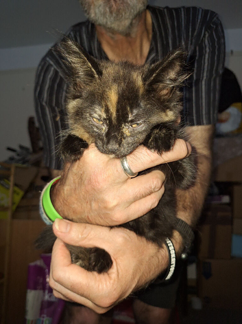 Rehoming 2 kittens together