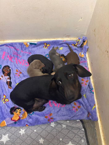 3 left now mini dachshund boys for sale