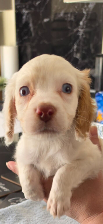 Cockapoo f1 pups  ready now