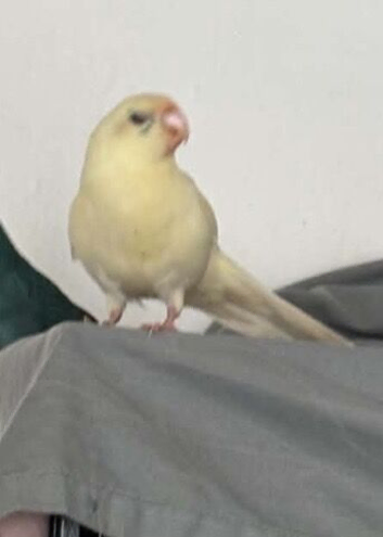Kakariki male Hand reared
