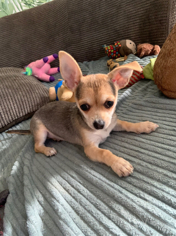 Chihuahua bitch  puppy