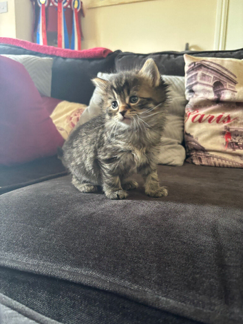 Ragdoll x kittens 6 weeks old