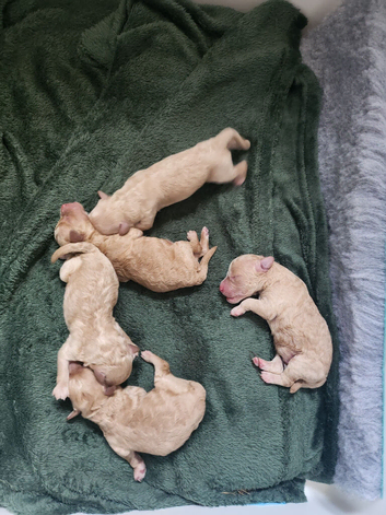 Very sweet little cream/apricot boys. Just born!