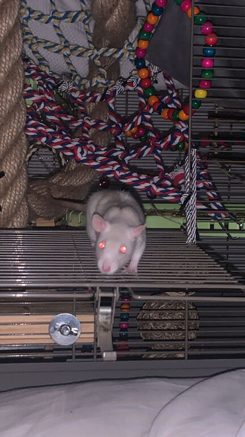 Rats with setup