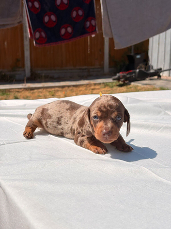 Beautiful mini dachshunds