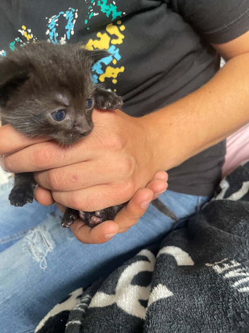 I have 2 kittens