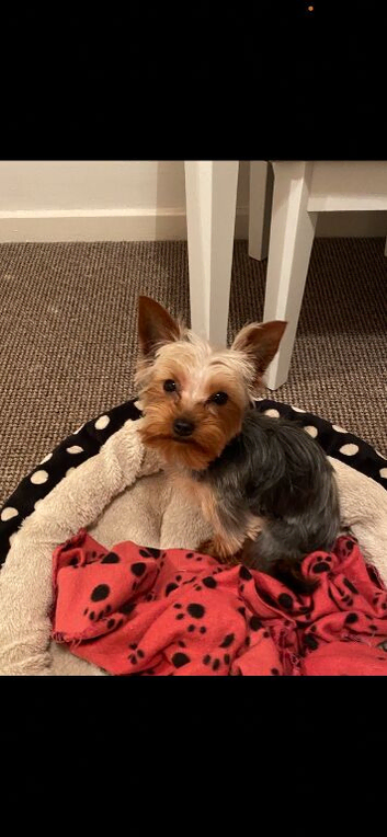 1 Stunning Miniature yorkshire terrier puppy