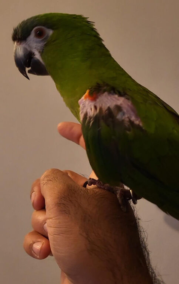 Beautiful super tame talking Hans Macaw