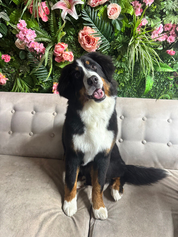 Bernese mountain dog puppy