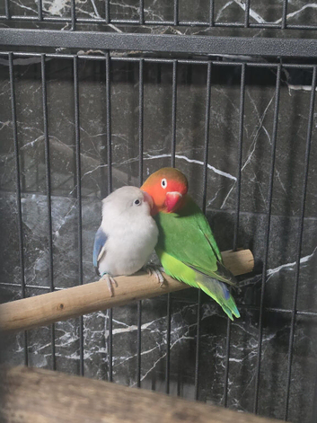 breeding pair of love birds