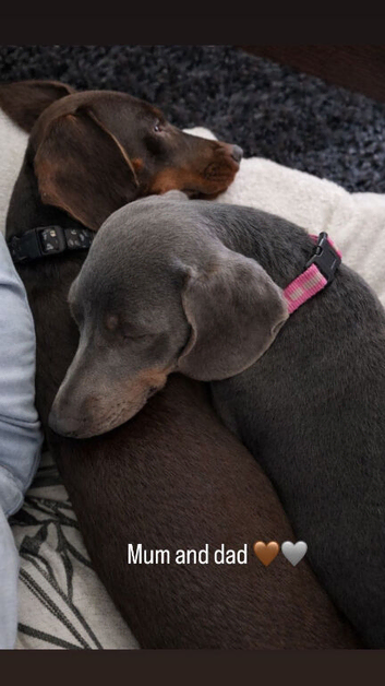 Dachshund puppies for sale 3 boys 2 girls