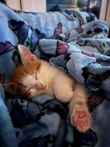 9 week old kittens