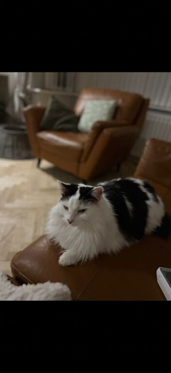 Beautiful 9&frac12;-Year-Old Family Cat Looking for Her Forever Home