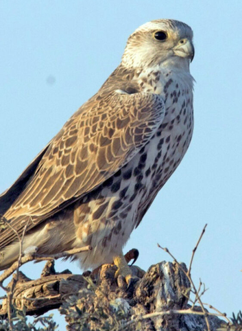 Male Saker