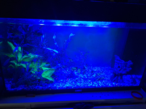 2 gold fish
