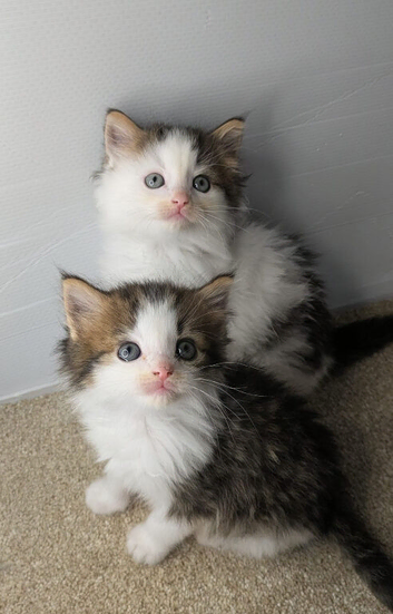 Maine coon kittens