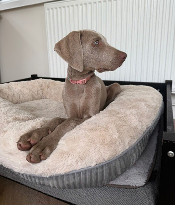 Female Weimaraner pup