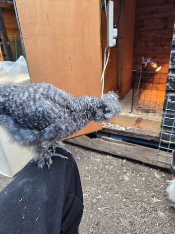 Cuckoo silkie cockrell