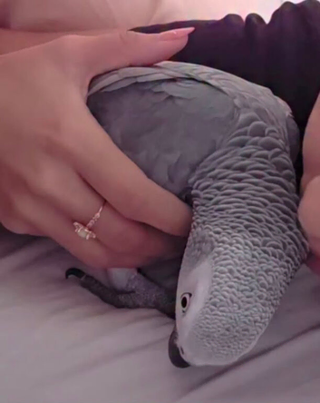 Fully tame African grey for sale