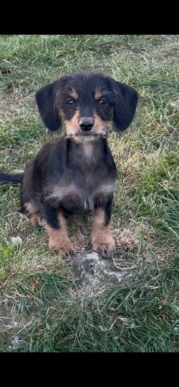 Chinese crested x dachshund