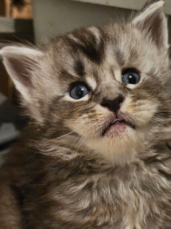 Poly maine coon kitten Tica reg