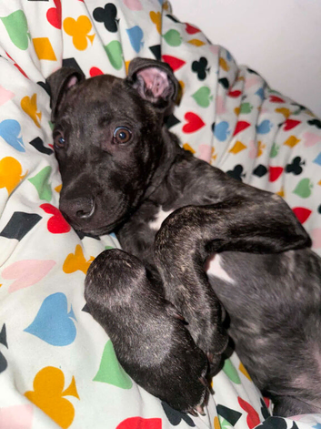 Louie