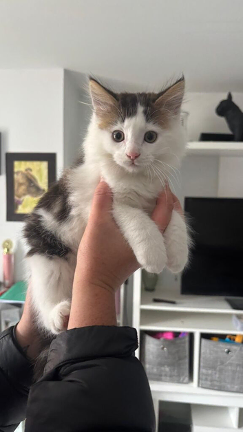 Fluffy tabby kittens