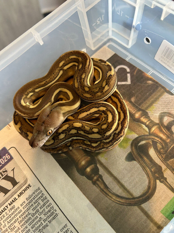 Phantom tiger het Albino ph G.stripe ( female)