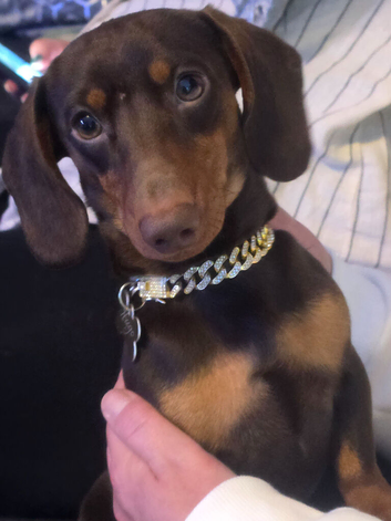 Hugo-stud