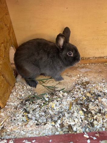 Mixed breed buck rabbit 1 year old