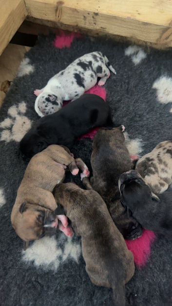 Pocket bully x Staffie pups