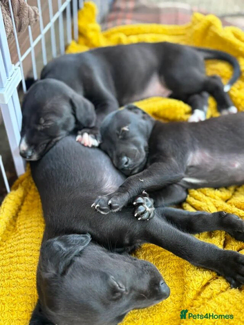 Two stunning male whippet puppies