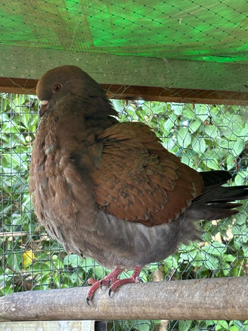 4 young mondena pigeons